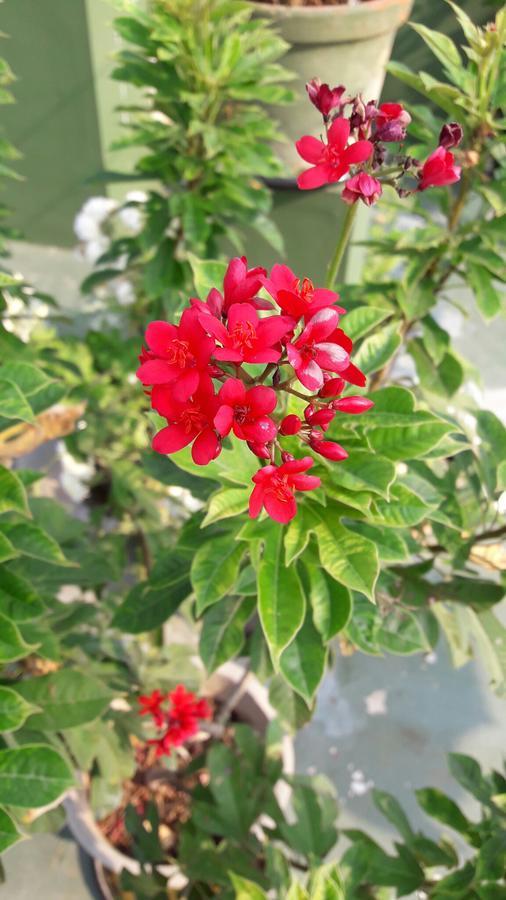 Heavenly Homestay Kochi ภายนอก รูปภาพ